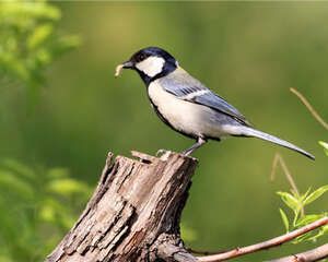 大山雀的外形特点