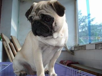 宠物八哥犬止痒小妙招