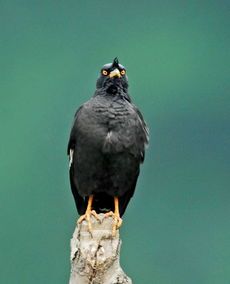 宠物八哥眼角毛发脱落，专家解析护理技巧！