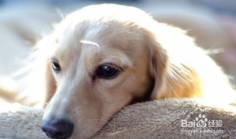 宠物八哥眼角毛发脱落，专家解析护理技巧！