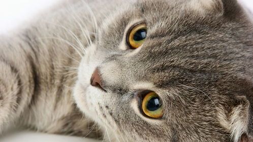 宠物八哥眼角毛发脱落，专家解析护理技巧！