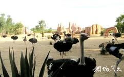 海南热带飞禽世界旅游攻略之沙漠鸟园