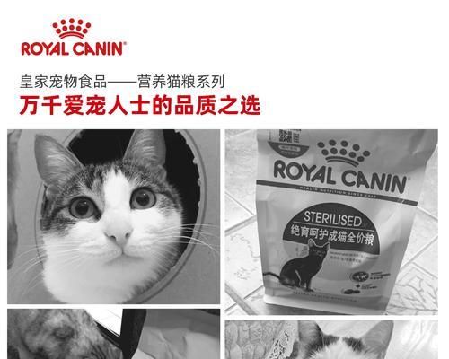 绝育公猫应选择哪种进口猫粮？