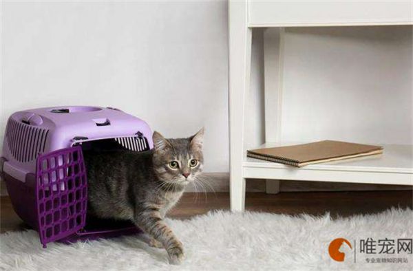 宠物托运一只猫多少钱 具体流程是怎样的