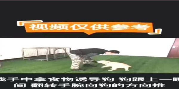 2个月金毛训练方法（培养良好习惯，打下基础）