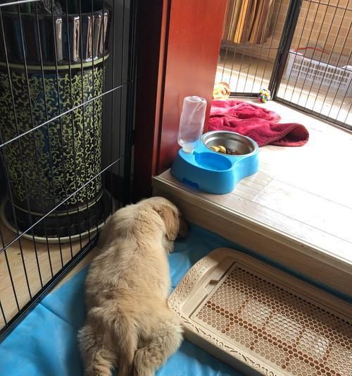 2个月金毛训练方法（培养良好习惯，打下基础）