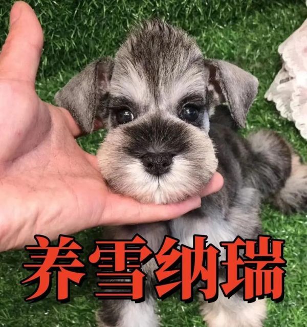 如何培养一只听话的宠物狗（建立信任关系，引导行为习惯，提高训练效率）