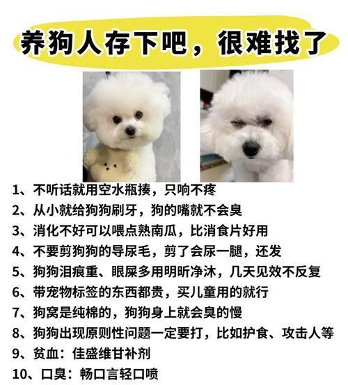 如何培养一只听话的宠物狗（建立信任关系，引导行为习惯，提高训练效率）