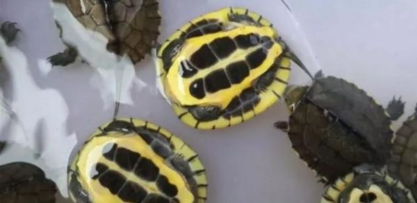 养龟宝典——必备小技巧（上）