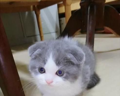 猫咪食欲不振，该怎么办（宠物猫咪的健康需要你的关注）