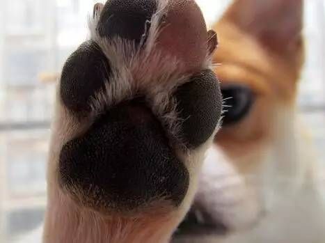 宠物狗脚掌揭秘：了解狗狗脚部奥秘