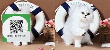 宠物店里怎么卖宠物猫