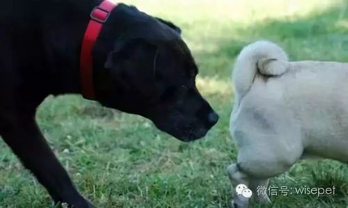 狗狗私处长痘是啥原因？