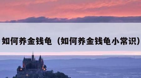 如何养金钱龟（如何养金钱龟小常识）