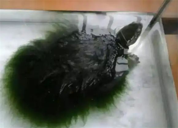 如何培养一只绿毛龟