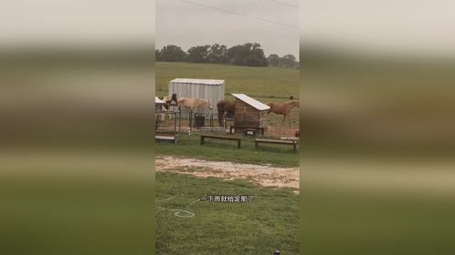 马被施了定神咒