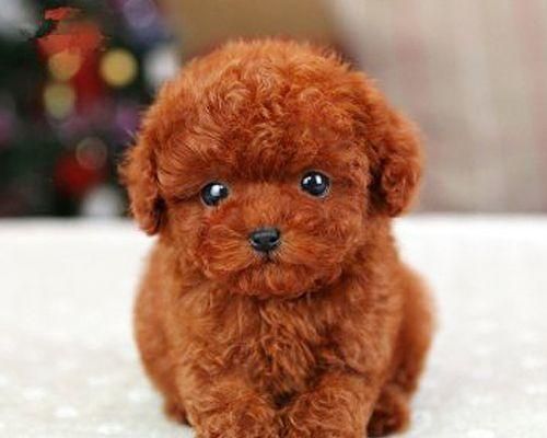 狗狗毛孔特别大，怎样避免毛孔堵塞（宠物护理小知识）