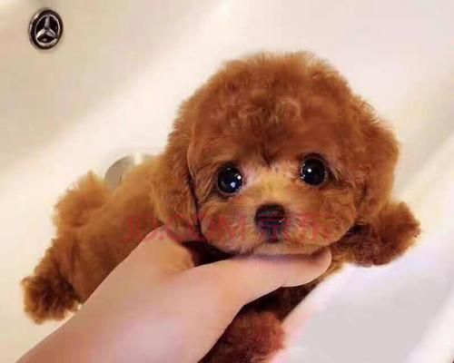 狗狗毛孔特别大，怎样避免毛孔堵塞（宠物护理小知识）