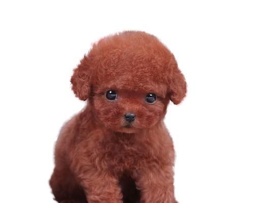 狗狗毛孔特别大，怎样避免毛孔堵塞（宠物护理小知识）