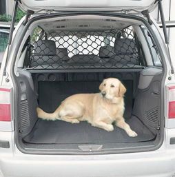 后备箱养宠物，安全风险大！