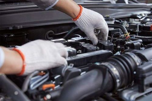 后备箱养宠物，安全风险大！