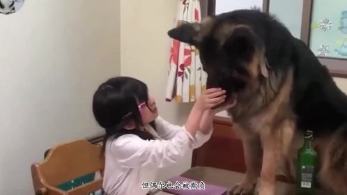 德牧接送孩子放学，回家还得当“老师”，这届狗也太难了吧