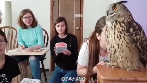 雕鸮“报恩”来送快递，还兼职当声优跟模特，能养活自己了