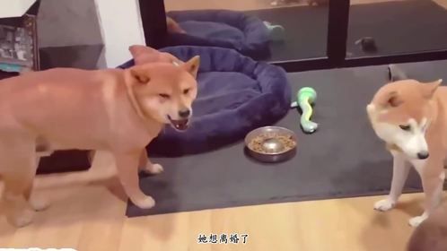 柴犬找了个“渣丈夫”，坐月子期间还出去鬼混，妻管严上线了