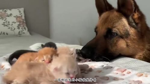 德牧流着口水，冲到一窝小猫前，猫妈妈紧紧抱着孩子