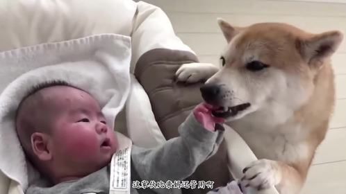 柴犬照顾哭闹宝宝，比亲妈还“专业”，不到一分钟就搞定