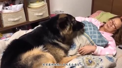 德牧接“姐姐”放学，还不许陌生人靠近，回家后却像个奶狗