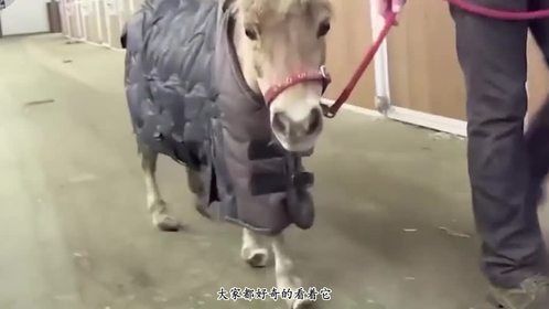 矮种马被关3年，马蹄长得像“树根”，被救后还获得了爱情