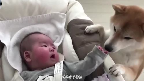 柴犬热情奔放，还跟猫“谈恋爱”，也是带娃哄娃的高手啊