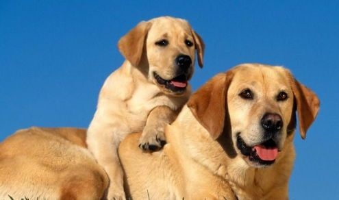 宠物狗吃的配餐怎么做的