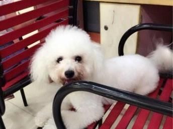 比熊宠物狗怎么样养活