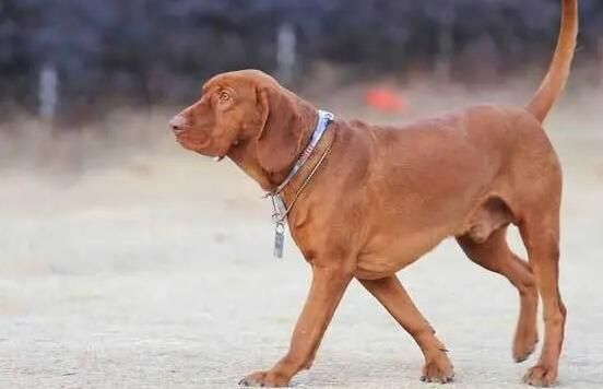 红骨猎浣熊犬吃什么狗粮？给它最棒的健康食谱