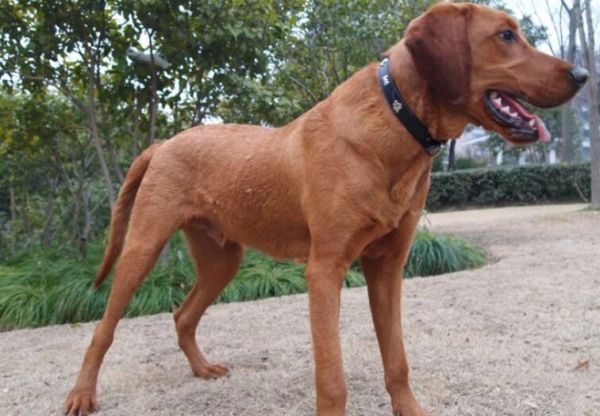 红骨猎浣熊犬吃什么狗粮？给它最棒的健康食谱