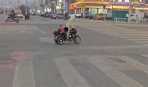 宠物狗骑电动车带另一只狗上街引争议 当地交警回应
