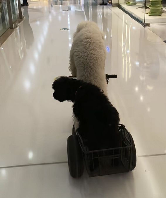 宠物狗骑电动车带另一只狗上街引争议 当地交警回应