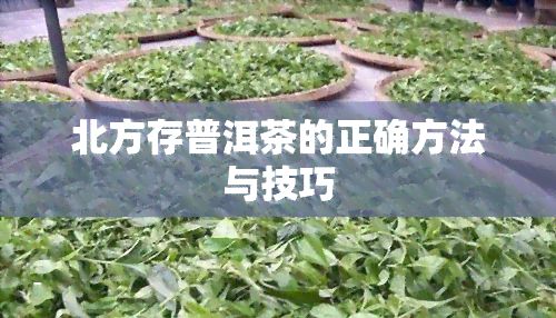 北方存普洱茶的正确方法与技巧