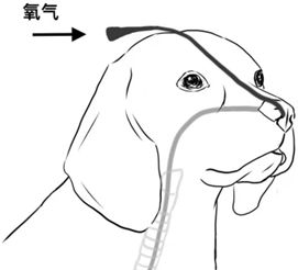 鼻气管导管吸氧示意图