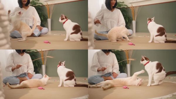 女人在舒适的家居环境中与两只宠物猫玩耍。