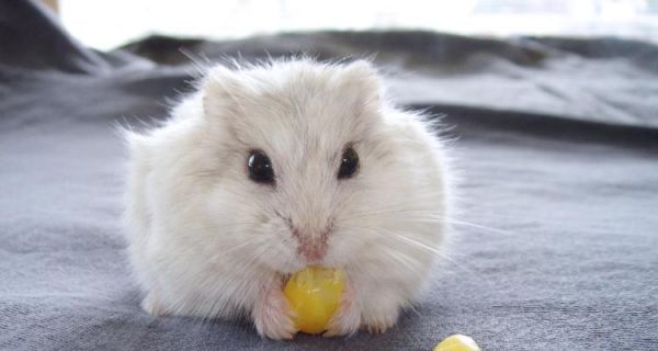 喜欢猫粮的仓鼠是什么品种？它们有何特点？