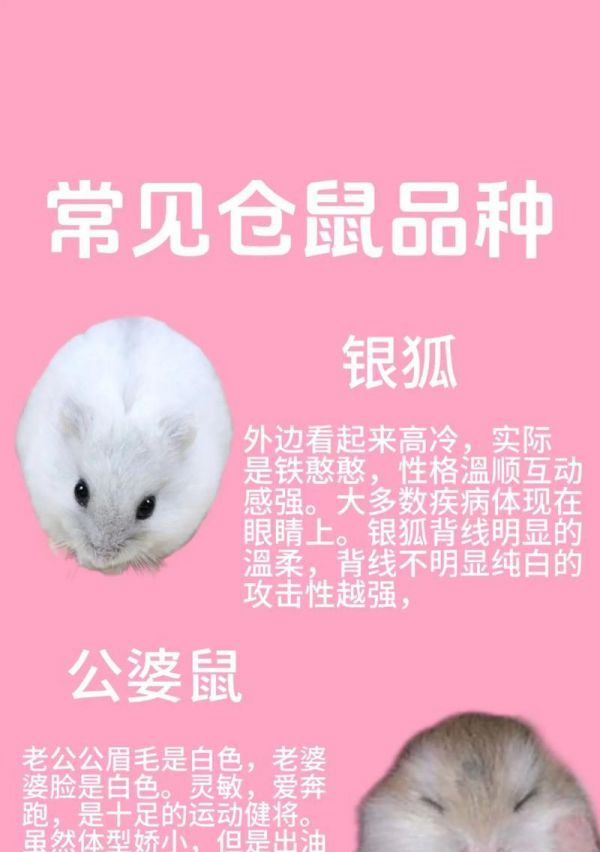 喜欢猫粮的仓鼠是什么品种？它们有何特点？