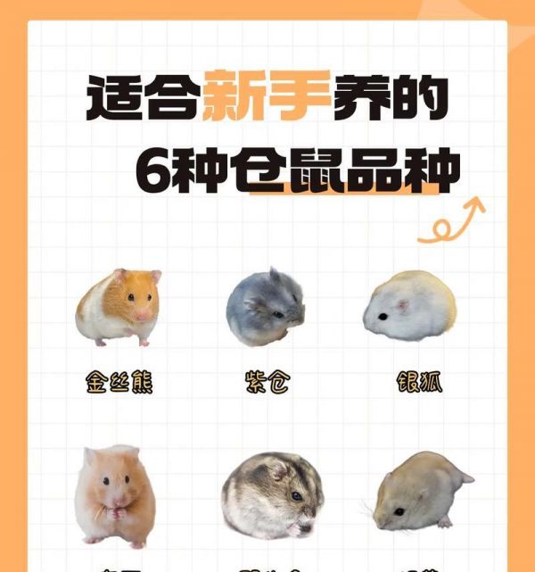 喜欢猫粮的仓鼠是什么品种？它们有何特点？