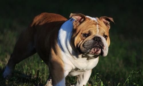 让你的宠物狗狗变得温顺友善的方法（从控制饮食到适度锻炼）