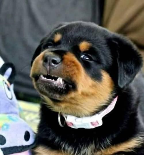 让你的宠物狗狗变得温顺友善的方法（从控制饮食到适度锻炼）