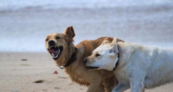 让你的宠物狗狗变得温顺友善的方法（从控制饮食到适度锻炼）