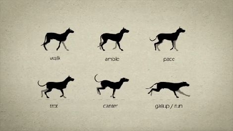 值得收藏,原来狗子走路有这么多走法,涨姿势了