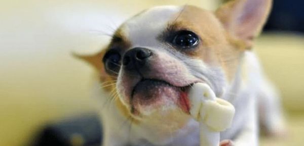 宠物狗狗内分泌失调的原因与治疗（了解内分泌失调）